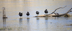 Four Coots and a Turtle